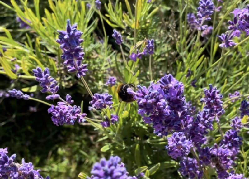 LOVELY DAY OUT AT MAYFIELD LAVENDER